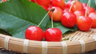 島根県でさくらんぼ狩り‼さくらんぼの食べ放題が楽しめる果樹園1選