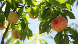 宮崎県で桃狩り‼桃の収穫体験が楽しめる果樹園1選