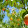 福島県で桃狩り‼桃の食べ放題が楽しめる観光果樹園16選