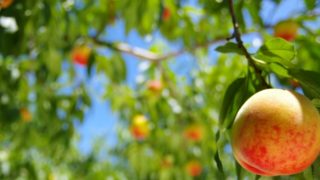 栃木県で桃狩り‼桃の食べ放題が楽しめる観光果樹園3選