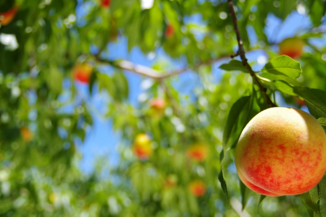 福島県で桃狩り 桃の食べ放題が楽しめる観光果樹園16選