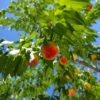 千葉県で桃狩り‼桃の食べ放題が楽しめる観光果樹園1選