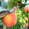 石川県で桃狩り‼桃の食べ放題が楽しめる観光果樹園1選