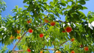 群馬県で桃狩り‼桃の食べ放題が楽しめる観光果樹園5選