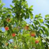 埼玉県で桃狩り‼桃の食べ放題が楽しめる観光果樹園1選
