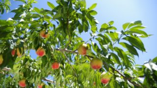 埼玉県で桃狩り‼桃の食べ放題が楽しめる観光果樹園1選