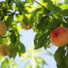 兵庫県で桃狩り‼桃の食べ放題や収穫体験が楽しめる果樹園2選