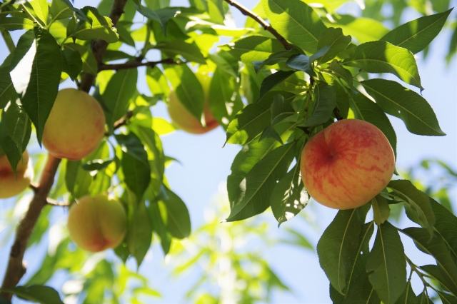 兵庫県で桃狩り 桃の食べ放題や収穫体験が楽しめる果樹園2選