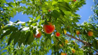 和歌山県で桃狩り‼桃の食べ放題が楽しめる果樹園1選