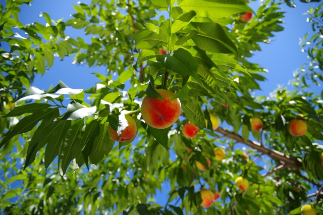 和歌山県で桃狩り 桃の食べ放題が楽しめる果樹園1選