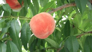 広島県で桃狩り‼桃の食べ放題が楽しめる果樹園1選