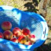 長野県で桃狩り‼桃の食べ放題や収穫体験が楽しめる果樹園12選