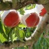徳島県で桃狩り‼桃の収穫体験が楽しめる果樹園1選