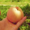 京都府で桃狩り‼桃の収穫体験が楽しめる果樹園1選