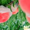熊本県で桃狩り‼桃の収穫体験が楽しめる果樹園1選