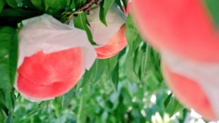 熊本県で桃狩り‼桃の収穫体験が楽しめる果樹園1選