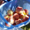 宮城県で桃狩り‼桃の収穫体験や食べ放題が楽しめる果樹園1選
