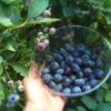 三重県でブルーベリー狩り‼ブルーベリーの食べ放題や収穫体験が楽しめる果樹園13選