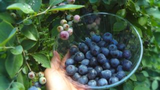 三重県でブルーベリー狩り‼ブルーベリーの食べ放題や収穫体験が楽しめる果樹園13選