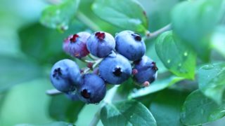 滋賀県でブルーベリー狩り‼ブルーベリーの食べ放題が楽しめる果樹園8選