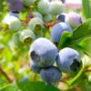 岩手県でブルーベリー狩り‼ブルーベリーの食べ放題や収穫体験が楽しめる果樹園13選
