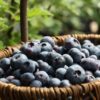石川県でブルーベリー狩り‼ブルーベリーの食べ放題や収穫体験が楽しめる果樹園7選