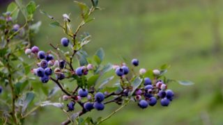 富山県でブルーベリー狩り‼ブルーベリーの食べ放題や収穫体験が楽しめる果樹園4選