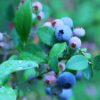 新潟県でブルーベリー狩り‼ブルーベリーの食べ放題や収穫体験が楽しめる果樹園8選