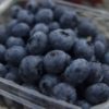 岐阜県でブルーベリー狩り‼ブルーベリーの食べ放題や収穫体験が楽しめる果樹園12選