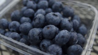 岐阜県でブルーベリー狩り‼ブルーベリーの食べ放題や収穫体験が楽しめる果樹園12選