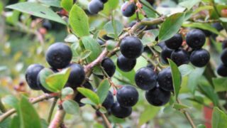 静岡県でブルーベリー狩り‼ブルーベリーの食べ放題や収穫体験が楽しめる果樹園15選