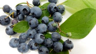 和歌山県ブルーベリー狩り‼ブルーベリーの食べ放題や収穫体験が楽しめる果樹園9選