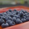 京都府ブルーベリー狩り‼ブルーベリーの食べ放題や収穫体験が楽しめる果樹園6選