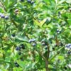 兵庫県ブルーベリー狩り‼ブルーベリーの食べ放題や収穫体験が楽しめる果樹園10選