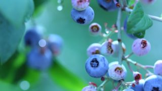 島根県ブルーベリー狩り‼ブルーベリーの食べ放題や収穫体験が楽しめる果樹園10選
