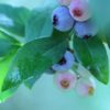 岡山県でブルーベリー狩り‼ブルーベリーの食べ放題や収穫体験が楽しめる果樹園15選