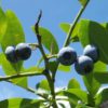 山口県ブルーベリー狩り‼ブルーベリーの食べ放題や収穫体験が楽しめる果樹園8選
