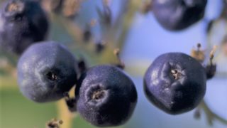 香川県ブルーベリー狩り‼ブルーベリーの食べ放題や収穫体験が楽しめる果樹園3選