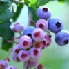 長崎県ブルーベリー狩り‼ブルーベリーの食べ放題や収穫体験が楽しめる果樹園6選