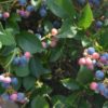 北海道ブルーベリー狩り‼ブルーベリーの食べ放題や収穫体験が楽しめる果樹園34選