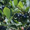 熊本県ブルーベリー狩り‼ブルーベリーの食べ放題や収穫体験が楽しめる果樹園11選
