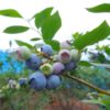 大分県ブルーベリー狩り‼ブルーベリーの食べ放題や収穫体験が楽しめる果樹園5選
