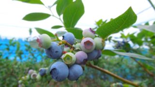大分県ブルーベリー狩り‼ブルーベリーの食べ放題や収穫体験が楽しめる果樹園5選