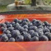 宮崎県ブルーベリー狩り‼ブルーベリーの食べ放題や収穫体験が楽しめる果樹園9選