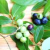 鹿児島県ブルーベリー狩り‼ブルーベリーの食べ放題や収穫体験が楽しめる果樹園11選