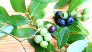 鹿児島県ブルーベリー狩り‼ブルーベリーの食べ放題や収穫体験が楽しめる果樹園11選