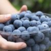 福岡県ブルーベリー狩り‼ブルーベリーの食べ放題や収穫体験が楽しめる果樹園14選