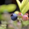 青森県ブルーベリー狩り‼ブルーベリーの食べ放題や収穫体験が楽しめる果樹園7選